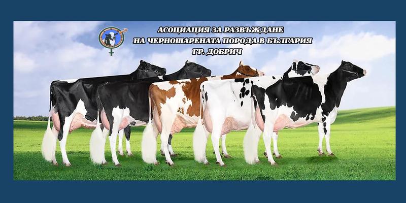 Черно-бялата сила на българското говедовъдство.  АРЧШПБ – Добрич с амбициозна визия за млечния сектор у нас