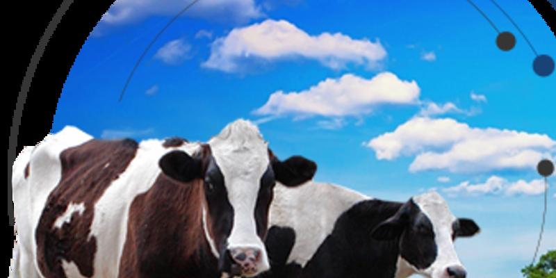 Говедата, хранени със зърно, отделят наполовина по-малко метан, отколкото се смяташе досега