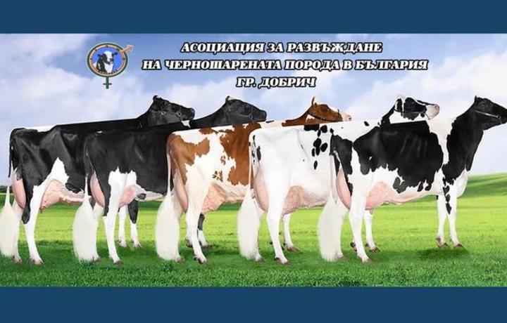 Черно-бялата сила на българското говедовъдство. АРЧШПБ – Добрич с амбициозна визия за млечния сектор у нас
