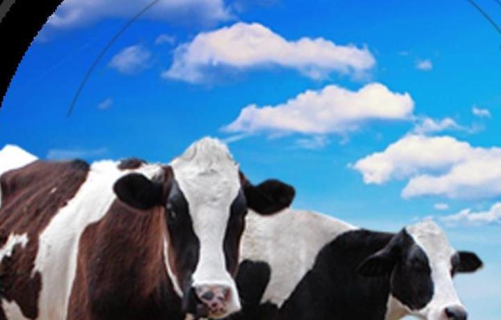 Говедата, хранени със зърно, отделят наполовина по-малко метан, отколкото се смяташе досега