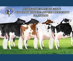 Черно-бялата сила на българското говедовъдство.  АРЧШПБ – Добрич с амбициозна визия за млечния сектор у нас