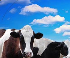 Говедата, хранени със зърно, отделят наполовина по-малко метан, отколкото се смяташе досега